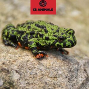Fire Bellied Toad for Sale