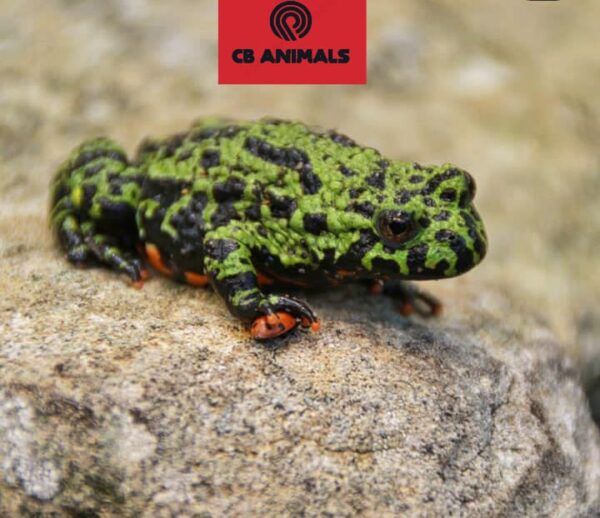 Fire Bellied Toad for Sale