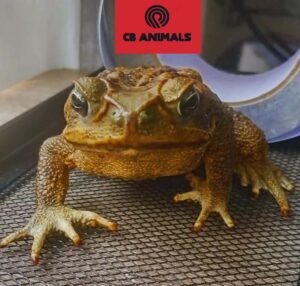 cane toad for sale