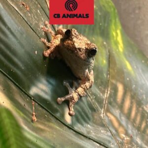 Gray Tree Frogs for sale