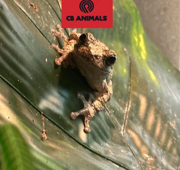 Gray Tree Frogs for sale