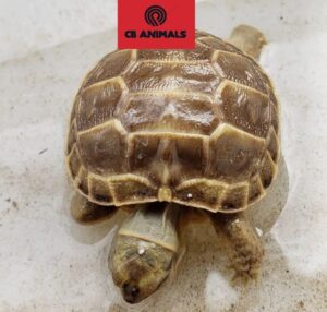 russian tortoise for sale near me