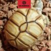 sulcata tortoise for sale