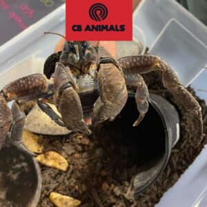 coconut crabs for sale