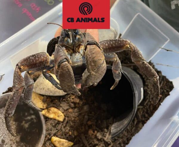coconut crabs for sale