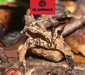 leaf toad