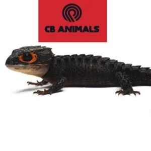 red eyed crocodile skink for sale near me