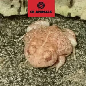 albino woodhouse toads for sale