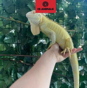 albino iguana for sale