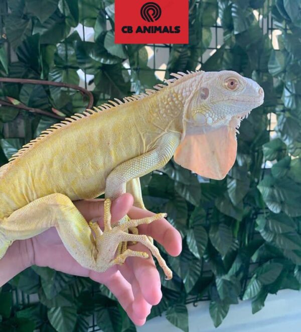 albino iguana for sale
