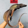 sailfin dragon for sale