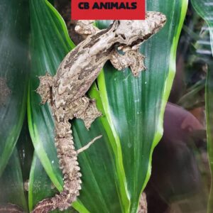 flying gecko for sale