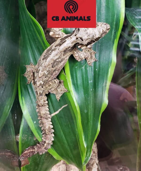flying gecko for sale