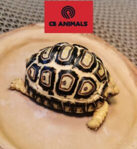 leopard tortoise for sale