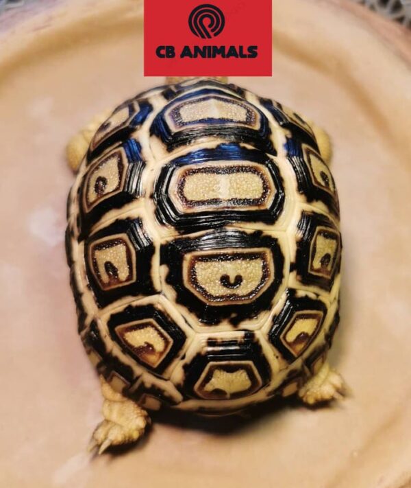 leopard tortoise for sale