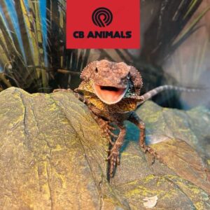 new guinea frilled dragon