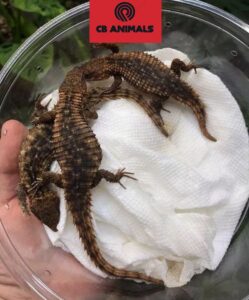 armadillo girdled lizard for sale