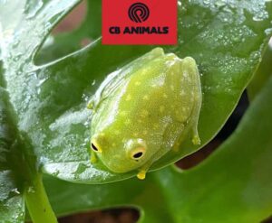 Glass Tree Frogs for sale