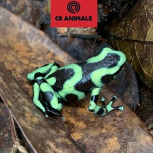 Green and Black Poison Dart Frogs for sale