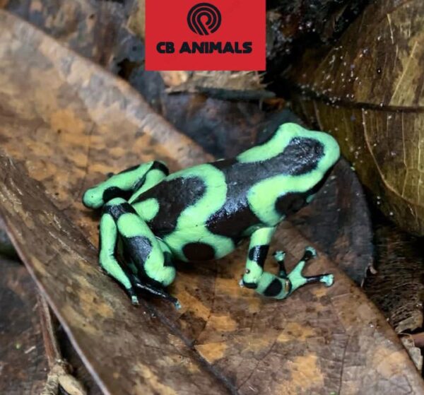 Green and Black Poison Dart Frogs for sale