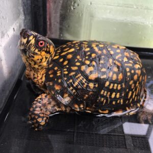 eastern box turtle for sale